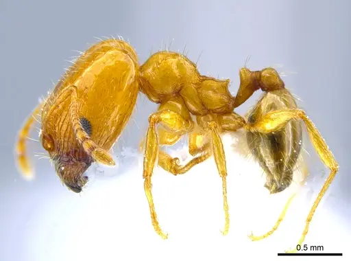 Pheidole micula - CASENT0637257