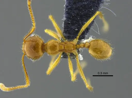 Pheidole midas specimen