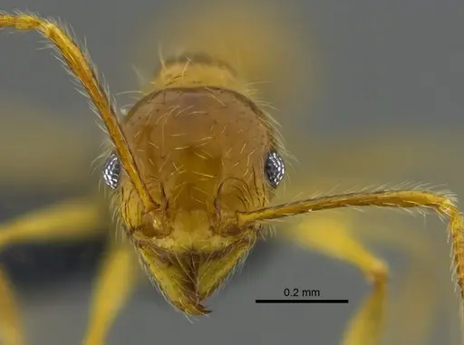 Pheidole midas specimen