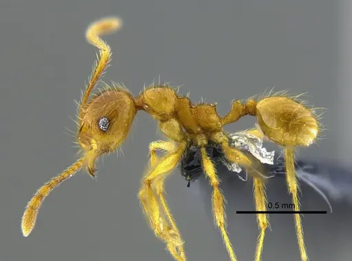 Pheidole midas specimen