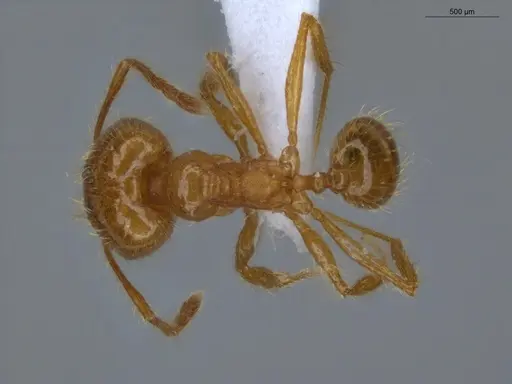 Pheidole midas - ECOFOG-IT14-0802-73-S