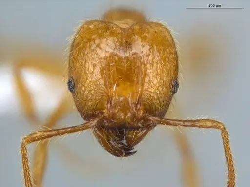 Pheidole midas - ECOFOG-IT14-0802-73-S