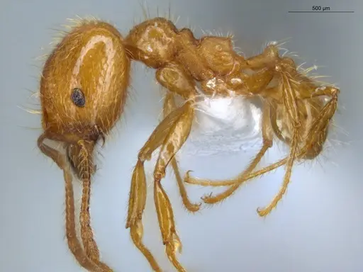 Pheidole midas - ECOFOG-IT14-0802-73-S