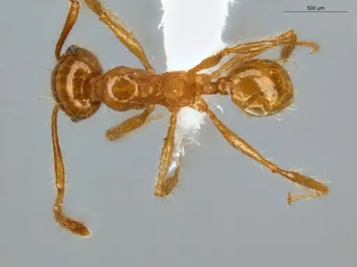 Pheidole midas - ECOFOG-IT14-0802-73