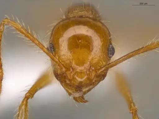 Pheidole midas - ECOFOG-IT14-0802-73