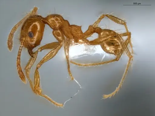 Pheidole midas - ECOFOG-IT14-0802-73