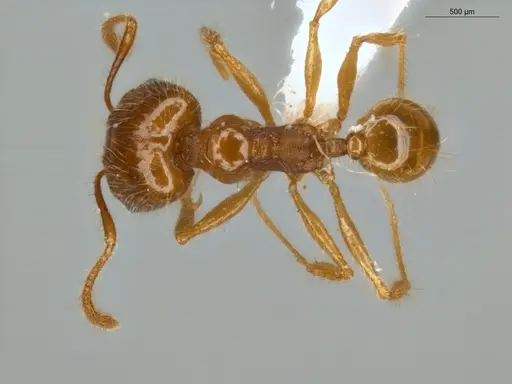 Pheidole midas - ECOFOG-SL13-1367-03-S