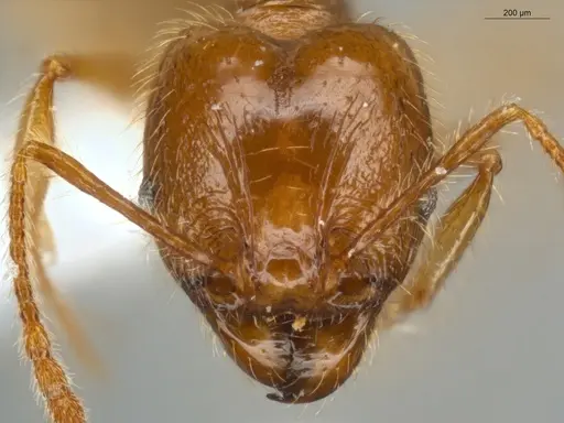 Pheidole midas - ECOFOG-SL13-1367-03-S