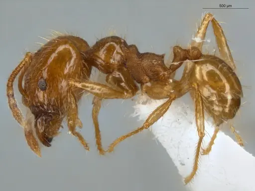 Pheidole midas - ECOFOG-SL13-1367-03-S