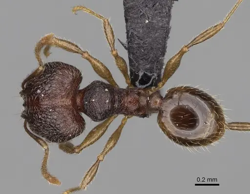 Pheidole midongy specimen