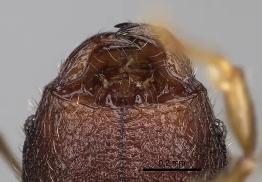 Pheidole midongy specimen