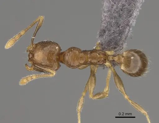 Pheidole mikros specimen