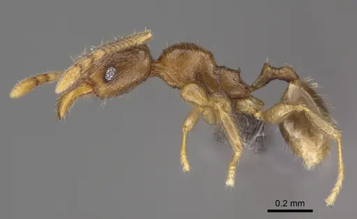 Pheidole mikros specimen