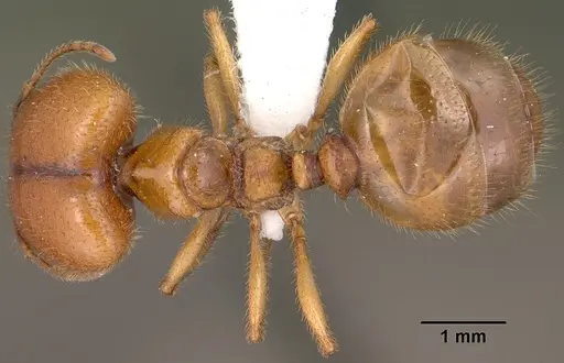 Pheidole militicida specimen