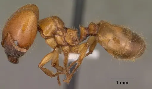 Pheidole militicida specimen