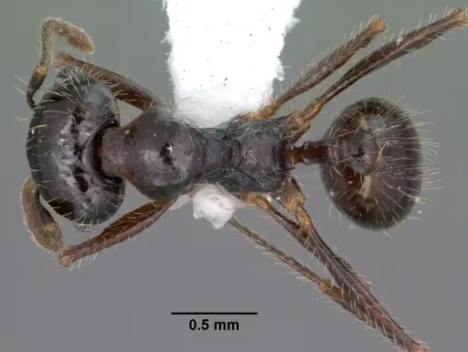 Pheidole militicida - CASENT0102885