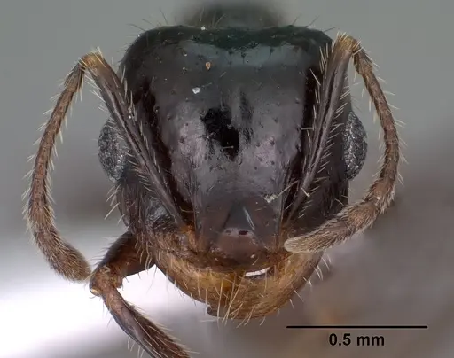 Pheidole militicida - CASENT0102885
