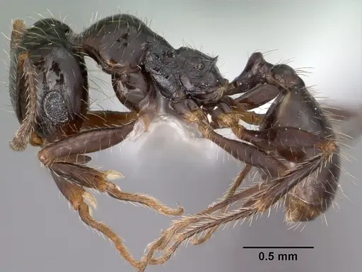 Pheidole militicida - CASENT0102885