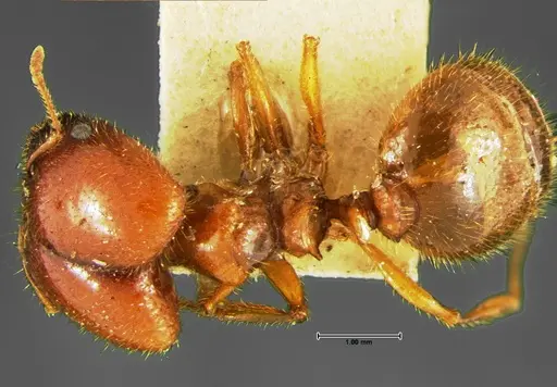 Pheidole militicida - CASENT0105649