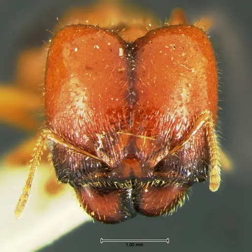 Pheidole militicida - CASENT0105649