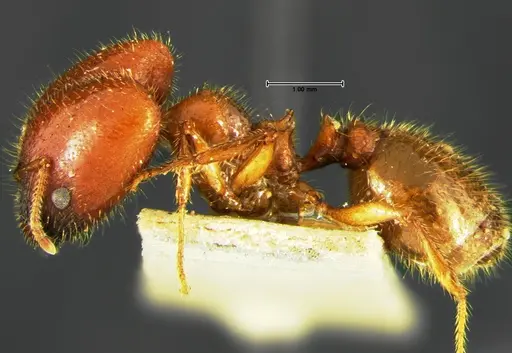 Pheidole militicida - CASENT0105649