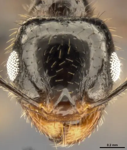 Pheidole militicida - CASENT0282702