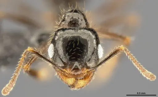 Pheidole militicida - CASENT0282702