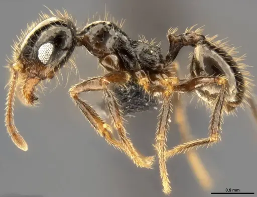 Pheidole militicida - CASENT0282702