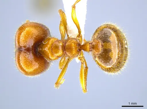 Pheidole militicida - CASENT0612970