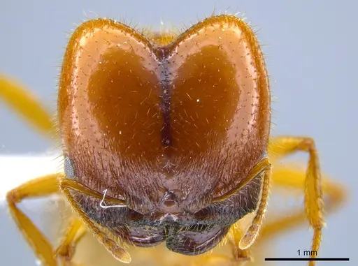 Pheidole militicida - CASENT0612970