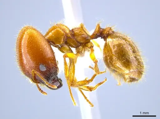 Pheidole militicida - CASENT0612970