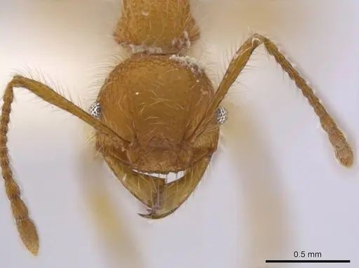 Pheidole minax specimen