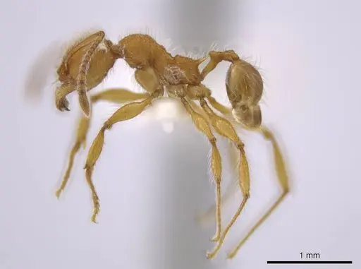 Pheidole minax specimen