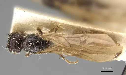 Pheidole minensis specimen