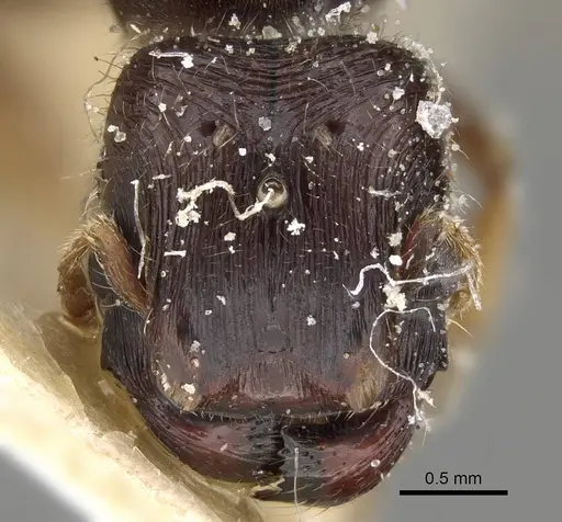 Pheidole minensis specimen