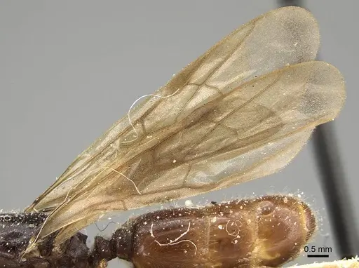 Pheidole minensis - CASENT0922380