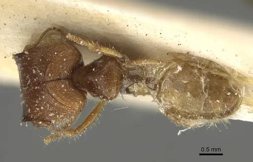 Pheidole minensis - CASENT0922386