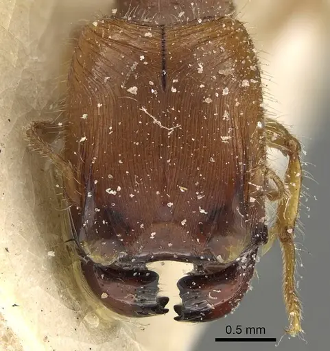 Pheidole minensis - CASENT0922386