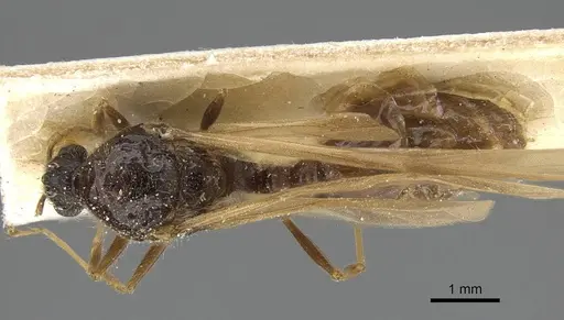 Pheidole minensis - CASENT0922393