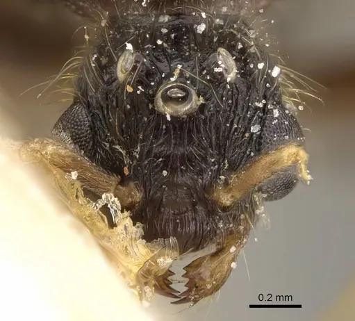Pheidole minensis - CASENT0922393