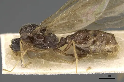 Pheidole minensis - CASENT0922393