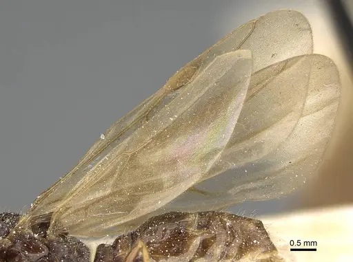 Pheidole minensis - CASENT0922393