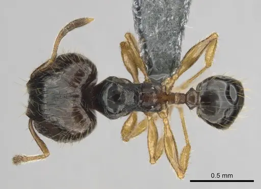 Pheidole minima specimen
