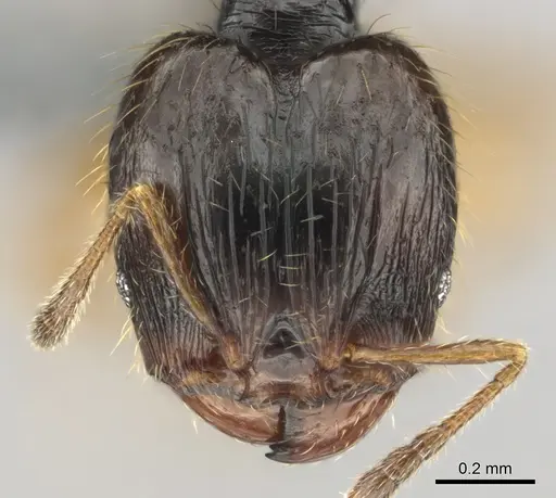 Pheidole minima specimen