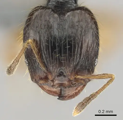 Pheidole minima specimen