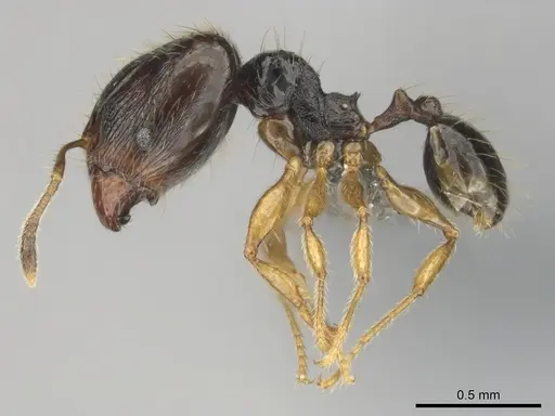 Pheidole minima - CASENT0815903