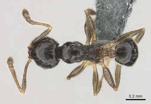 Pheidole minima - CASENT0815904