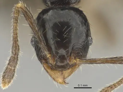 Pheidole minima - CASENT0815904
