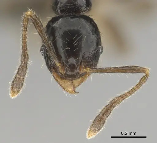 Pheidole minima - CASENT0815904