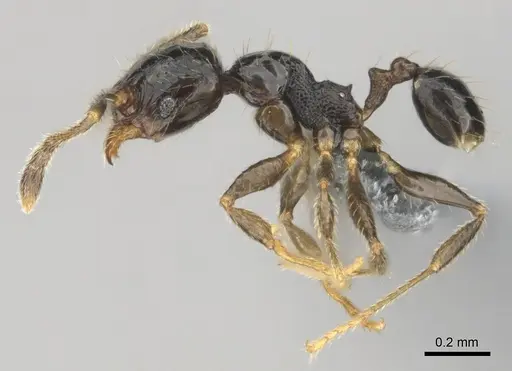 Pheidole minima - CASENT0815904